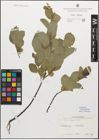 Foto von Salix myrsinifolia Salisb.